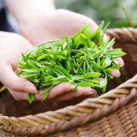 Hái Trà ‘Một Tôm, Hai Lá’ Ở Thái Nguyên: Bí Quyết Tạo Nên Vị Trà Đỉnh Cao